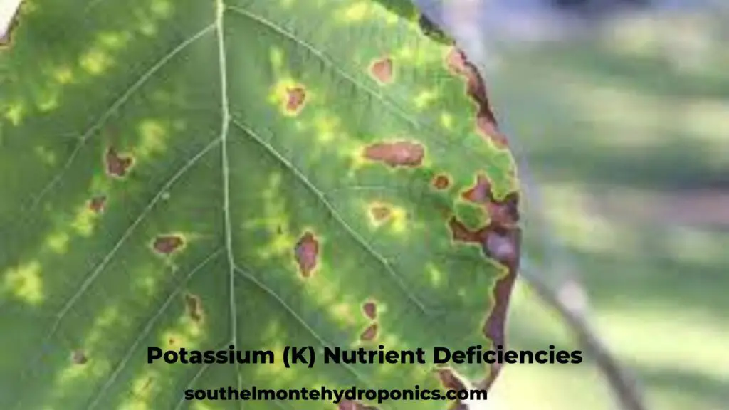 Potassium (K) Nutrient Deficiencies (2)