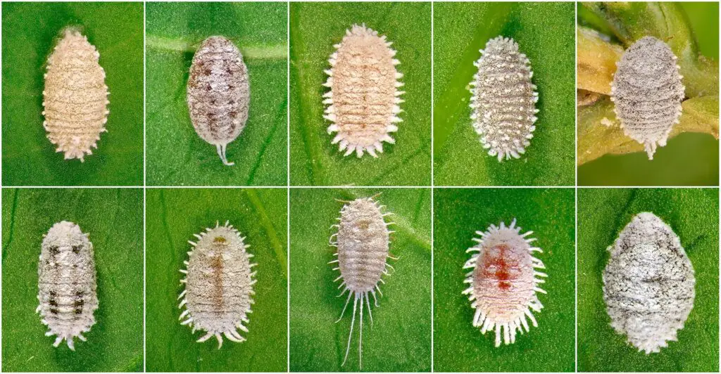 Common Houseplant Pests: How to Deal with Mealybugs JOMO Studio