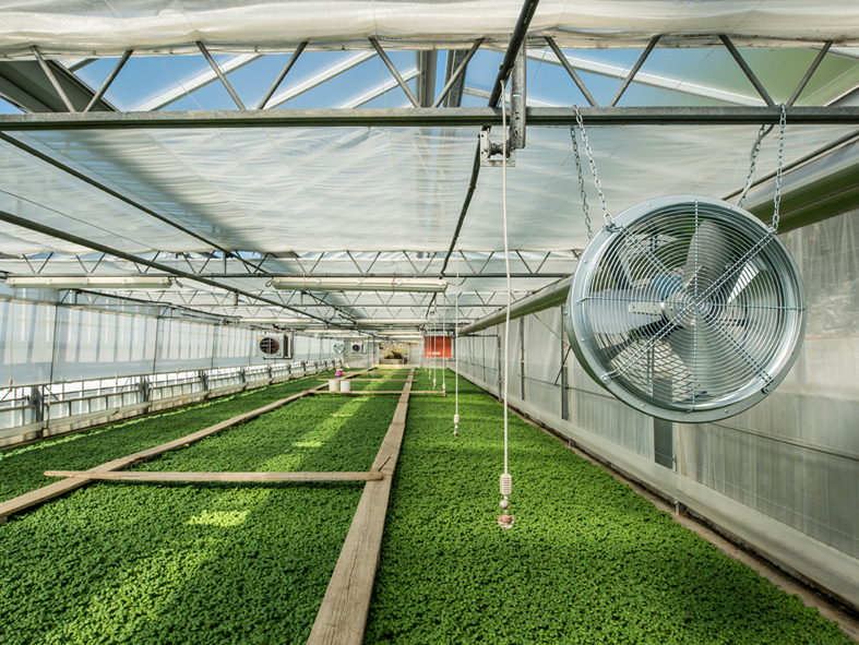 The importance of ventilation in greenhouse: the importance of air ...
