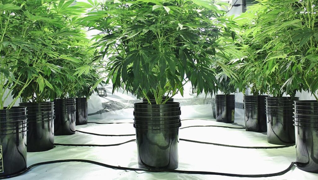 Transplanting and re-potting cannabis plants in Coco Coir: best practices. Growing Cannabis With Hydroponics.