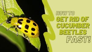 How to Get Rid of Cucumber Beetles: Effective Methods to Control and Prevent These Pests from Your Plants
