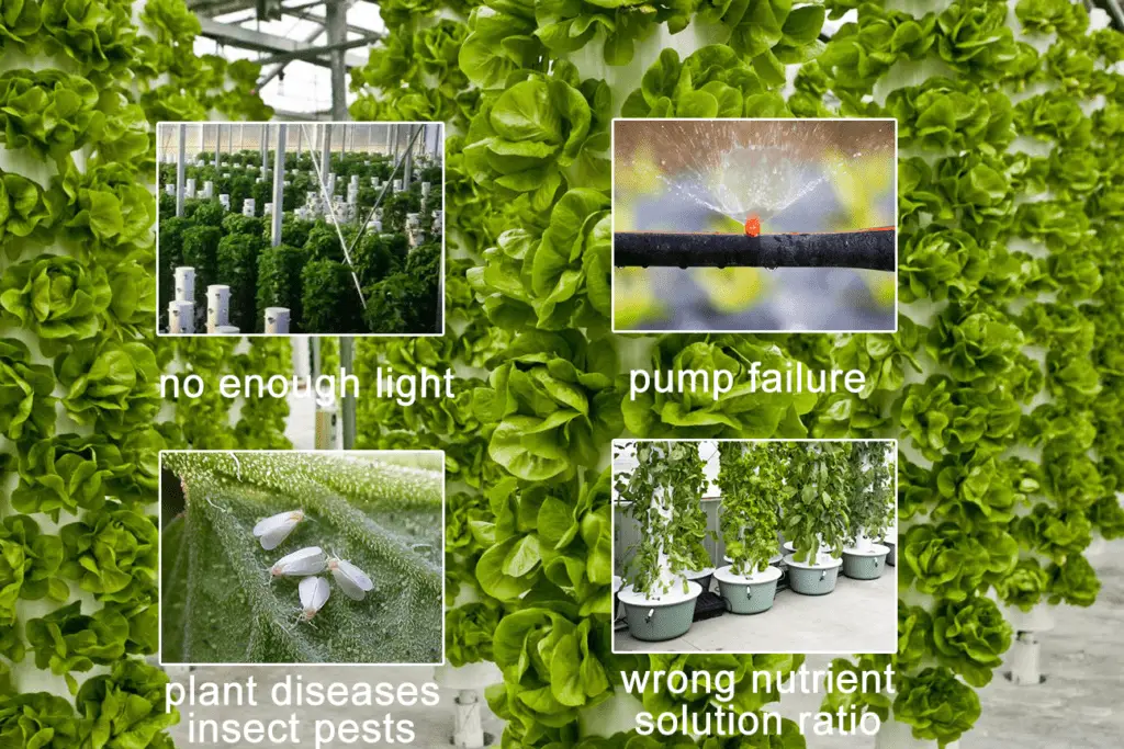 Common Problems of Indoor Vertical Hydroponic Tower Atop Lighting