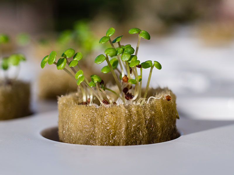 How to use Rockwool Cubes for Growing, Seed Starting, and Cutting ...
