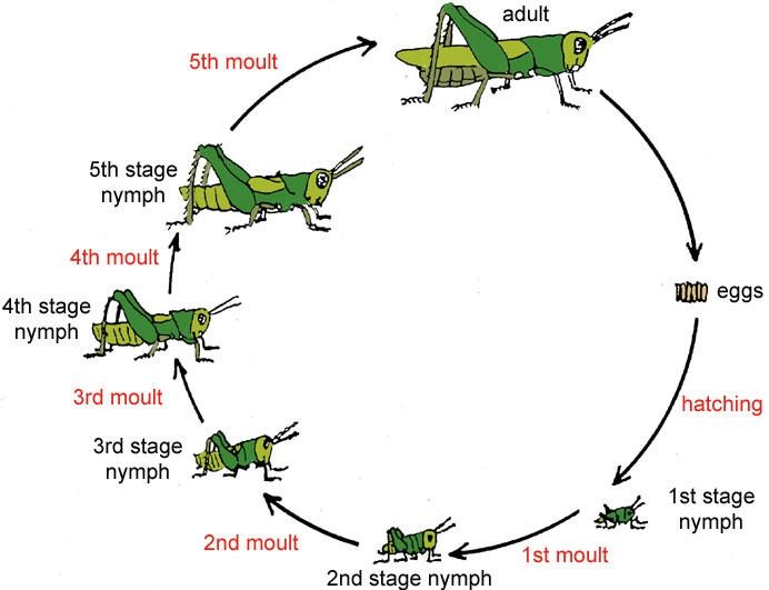 The Lifecycle of Grasshoppers: Key Insights for Effective Control