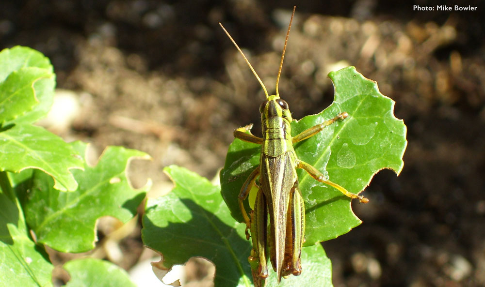 Creating a Grasshopper-Proof Garden: Essential Precautions and Strategies