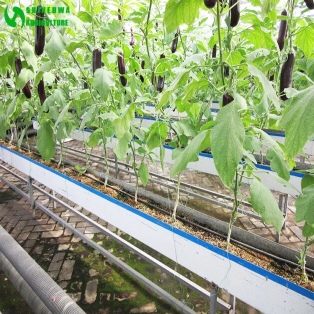 Understanding the Basics of Hydroponics for Eggplant Cultivation