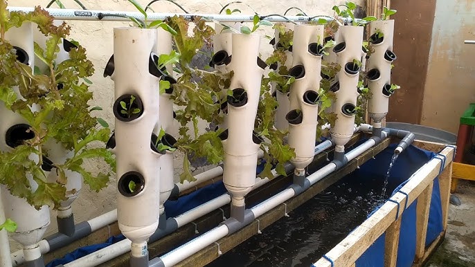 Growing Eggplant with the Ebb & Flow Hydroponic System 