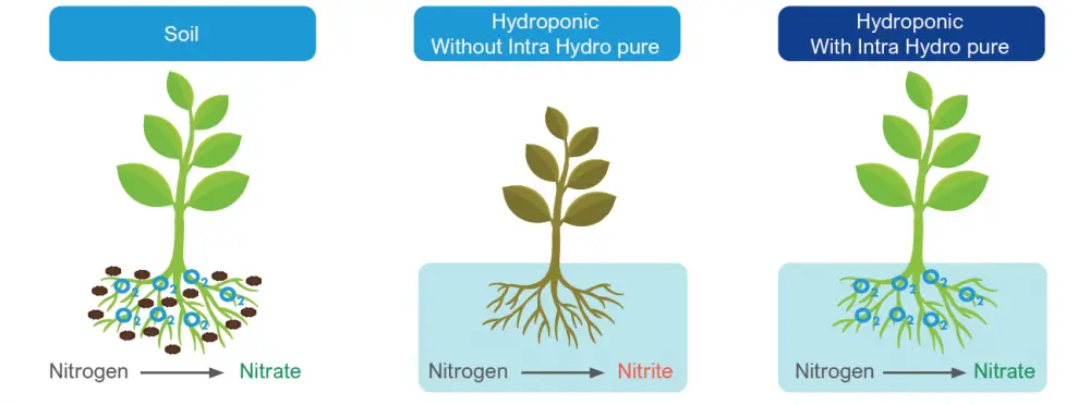 Oxygen in Hydroponics