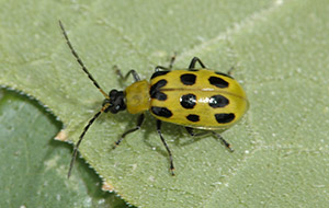 Adult spotted cucumber beetle