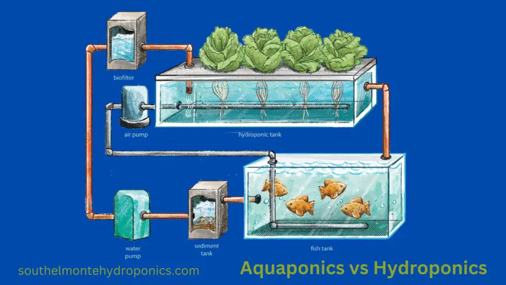 Aquaponics vs Hydroponics (1)