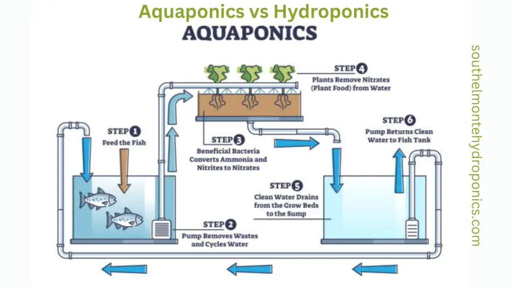 Aquaponics vs Hydroponics (3)