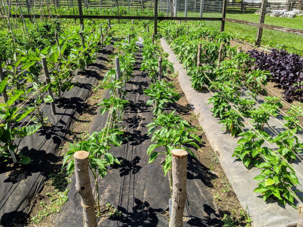 Bell Pepper Plants: Staking and Pruning 