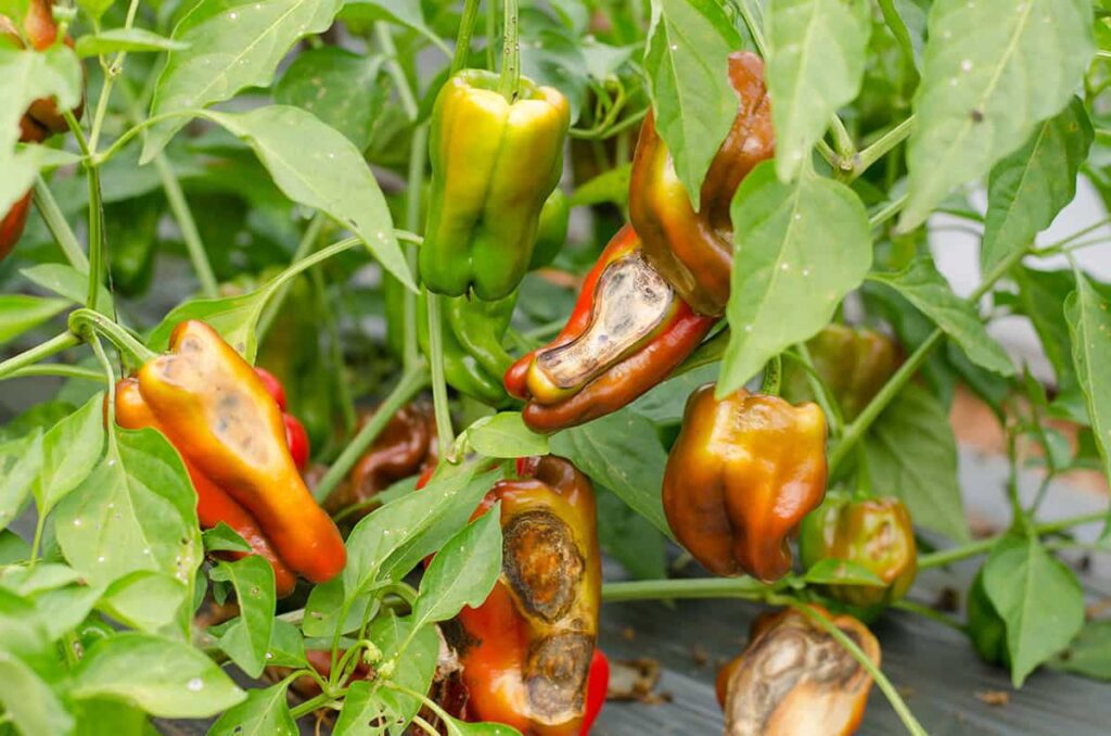 Bell Pepper Plants from Pests and Diseases