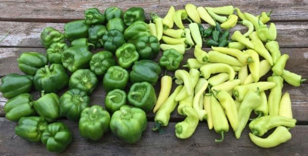 Bell Pepper Varieties for Your Garden