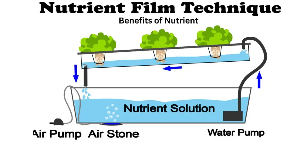 Benefits of Nutrient 