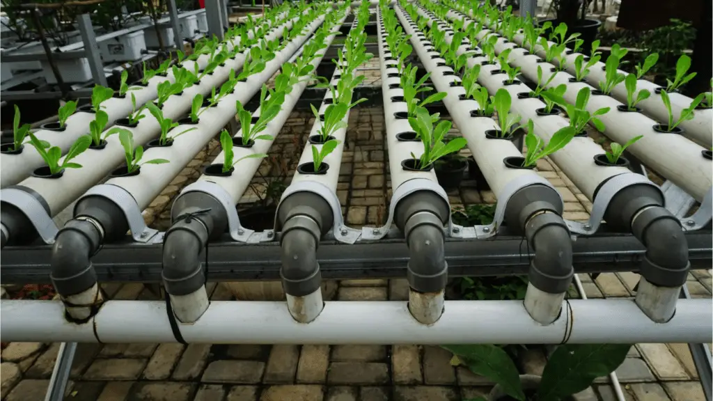 Calibrating and Maintaining pH Meters in Hydroponic Systems