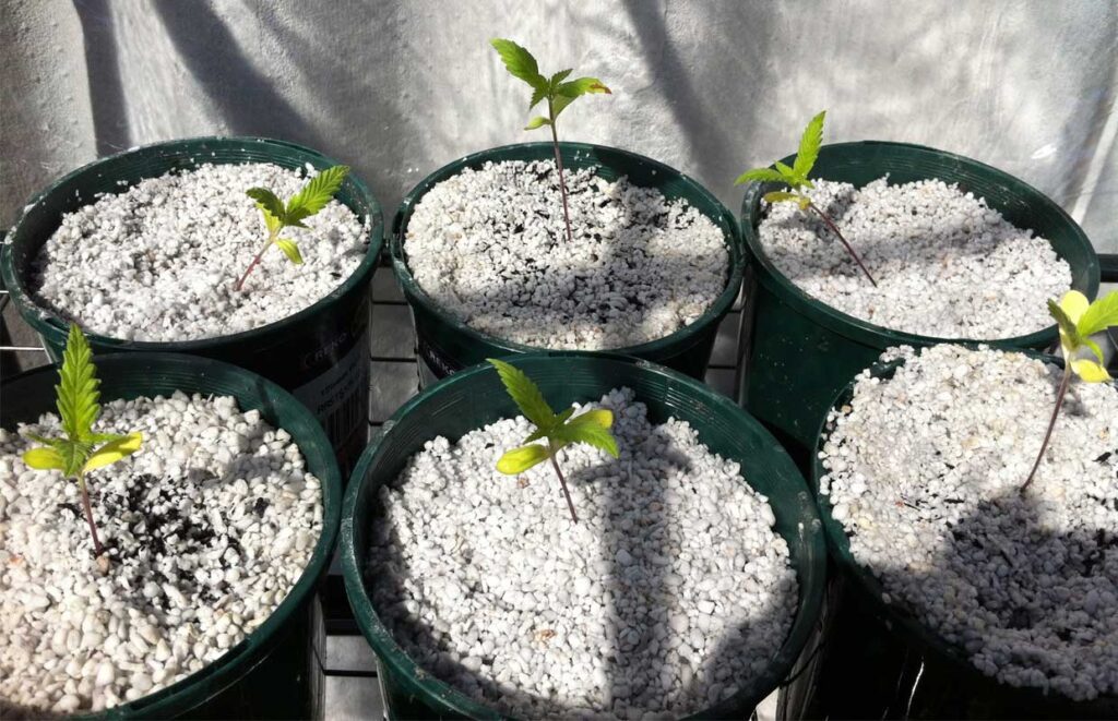 A Step-by-Step Guide to Transplanting Seedlings into Perlite