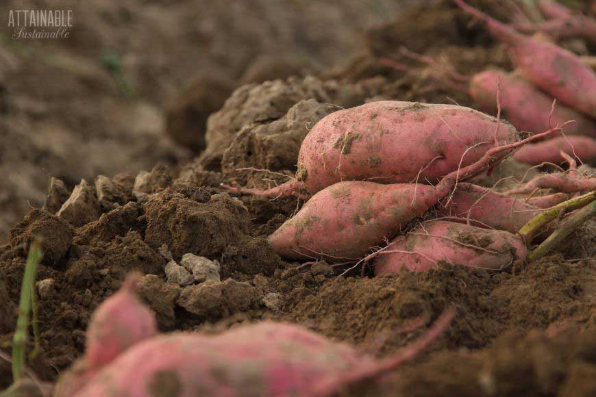Climate and Soil Requirements for Growing Sweet Potatoes