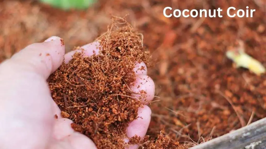 Coconut Coir (2)