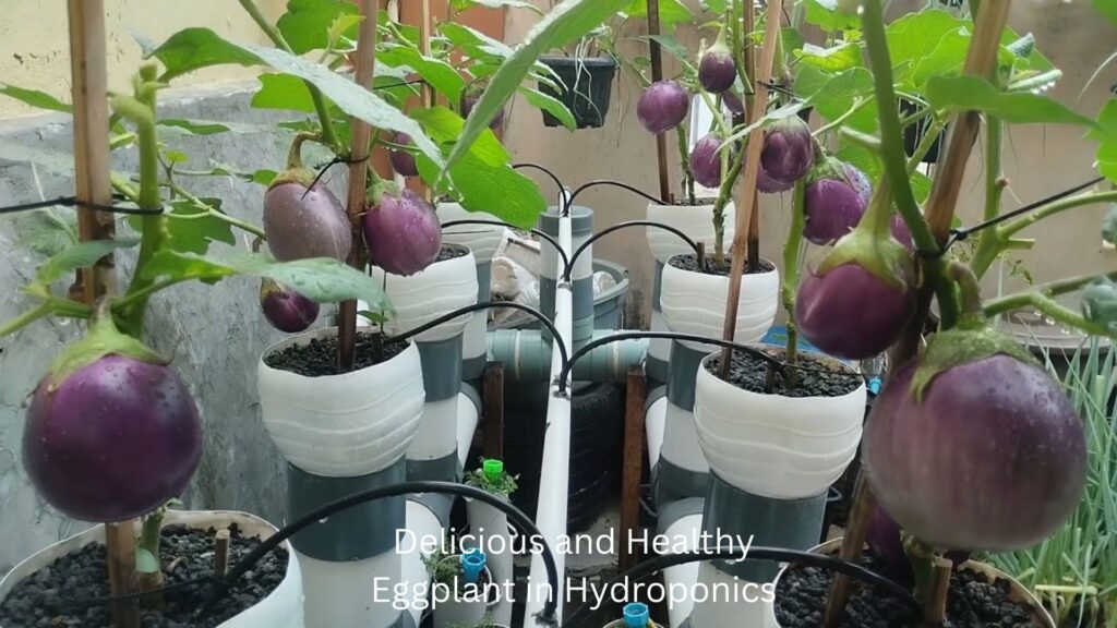 Delicious and Healthy Eggplant in Hydroponics (1)