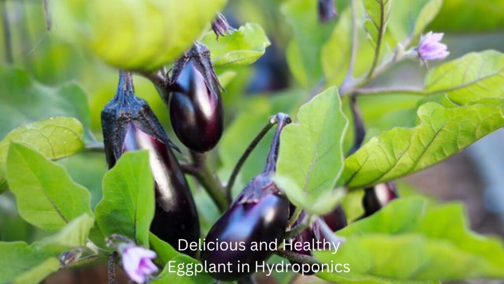 Delicious and Healthy Eggplant in Hydroponics