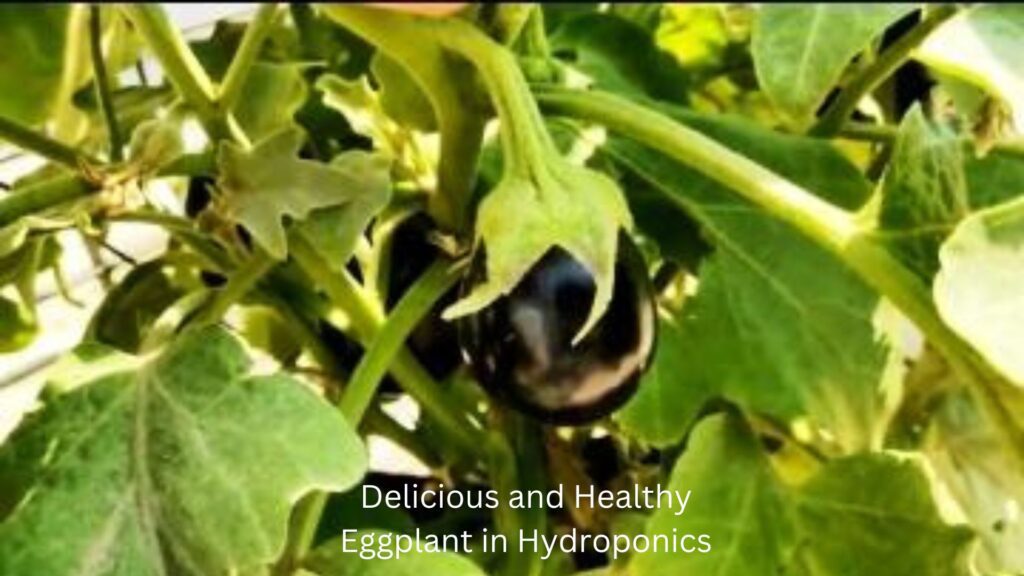 Delicious and Healthy Eggplant in Hydroponics (2)