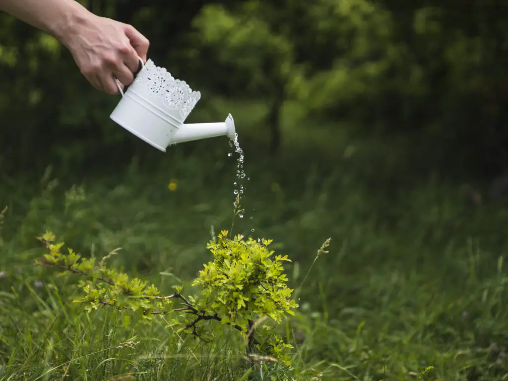 Effective Watering Strategies: Keeping Moisture Levels in Check
