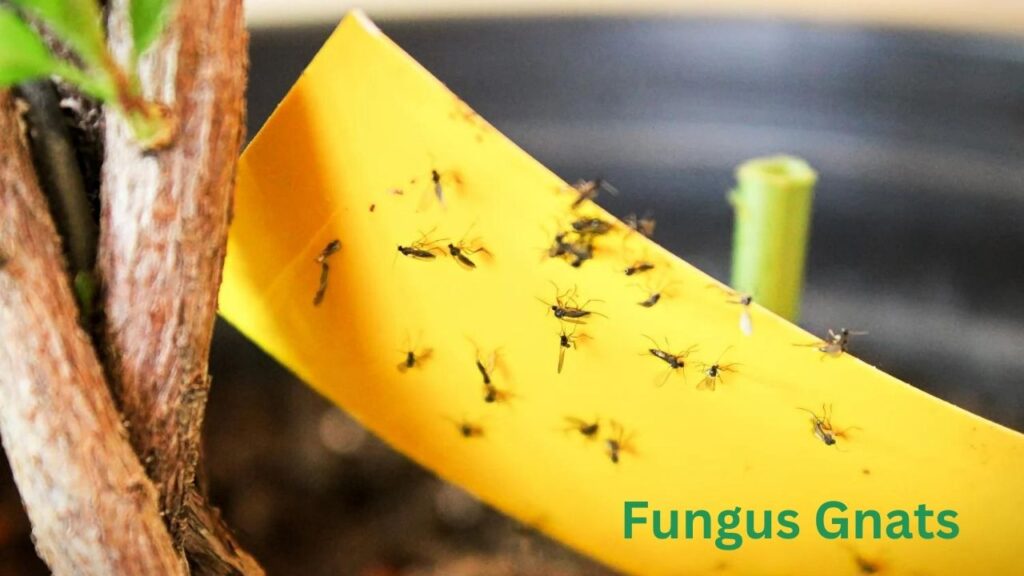 Fungus Gnats