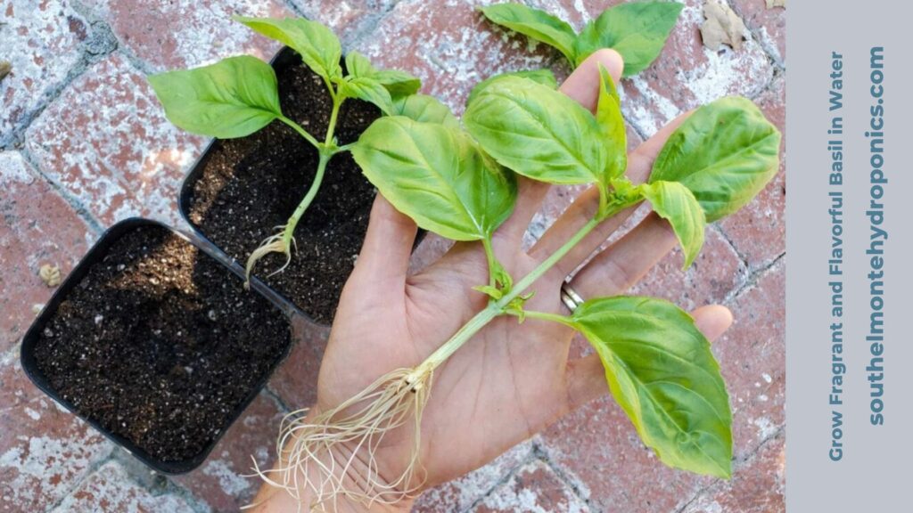 Grow Fragrant and Flavorful Basil in Water (1)