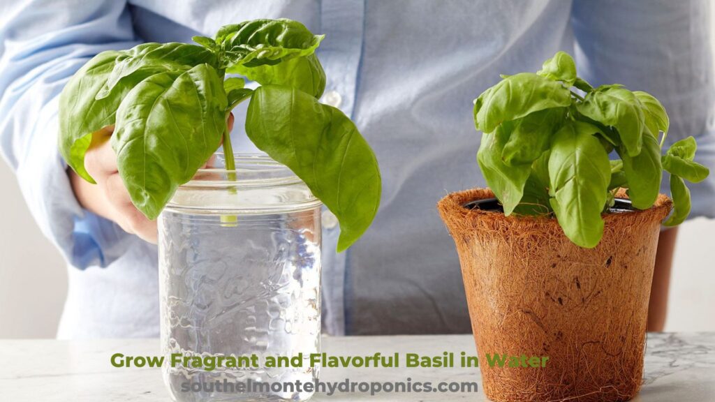 Grow Fragrant and Flavorful Basil in Water (2)