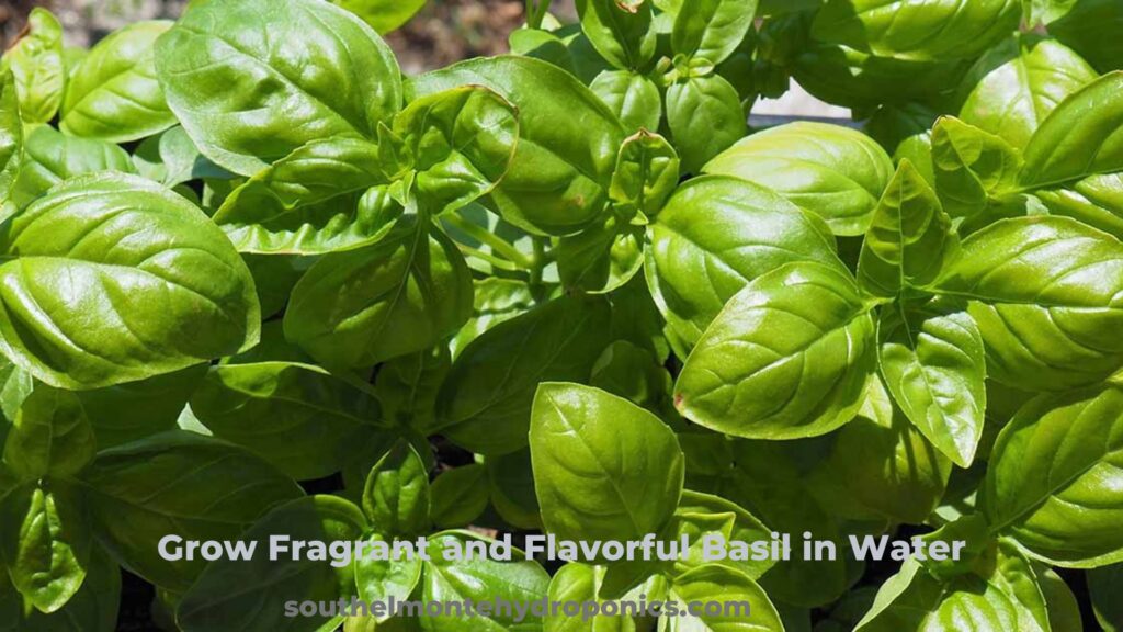 Grow Fragrant and Flavorful Basil in Water 