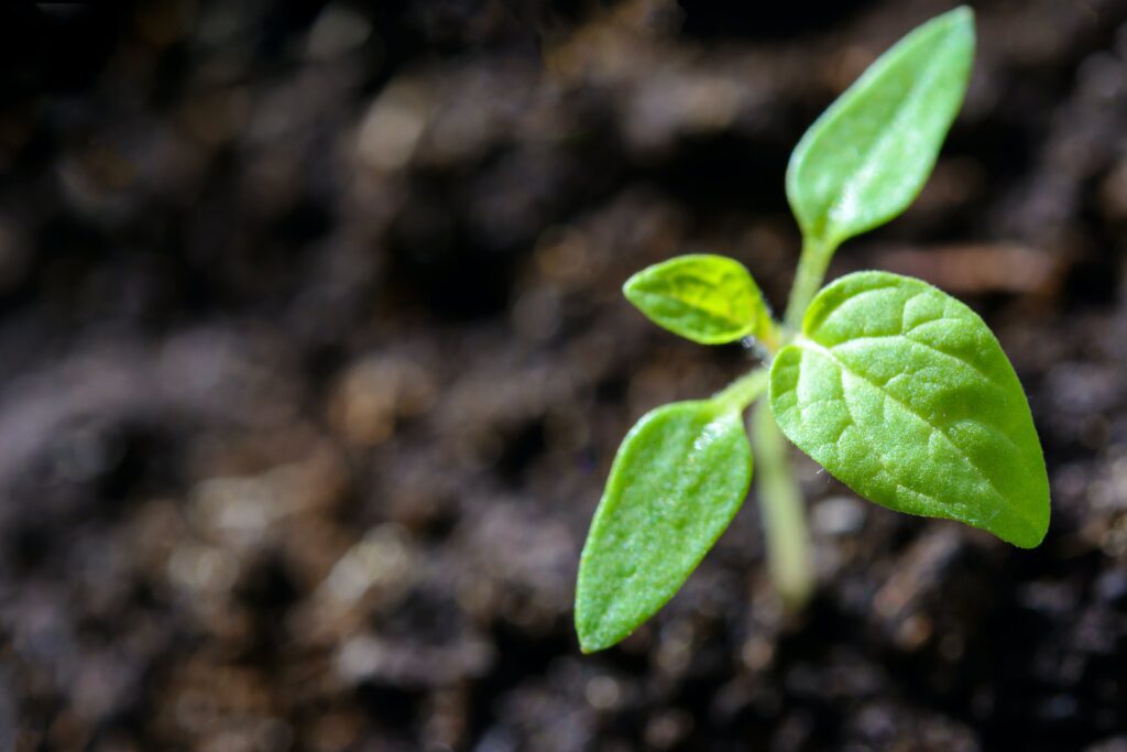 Growing Medium for Hydroponic Plants