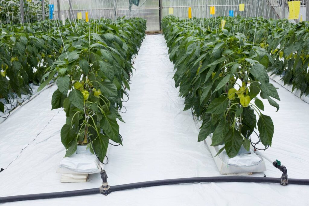 Growing Peppers Hydroponically