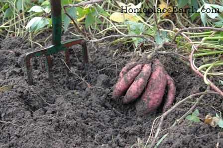 Harvesting Sweet Potato Vines
