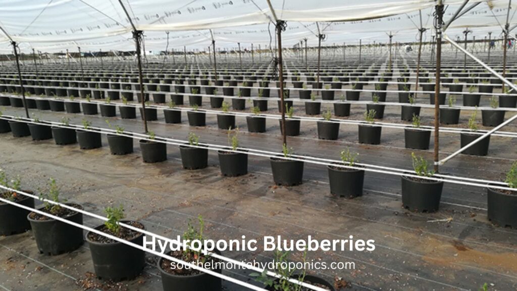 Hydroponic Blueberries (1)