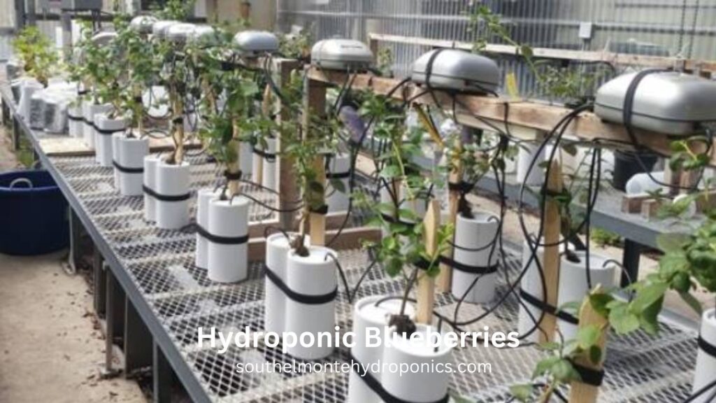 Hydroponic Blueberries (2)