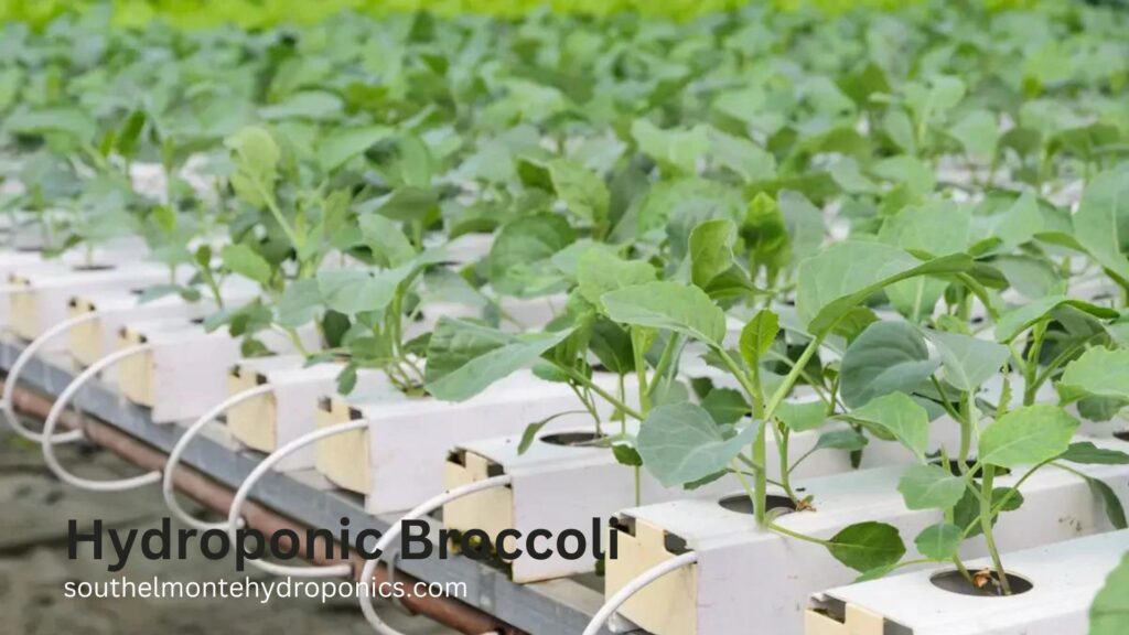 Hydroponic Broccoli (1)