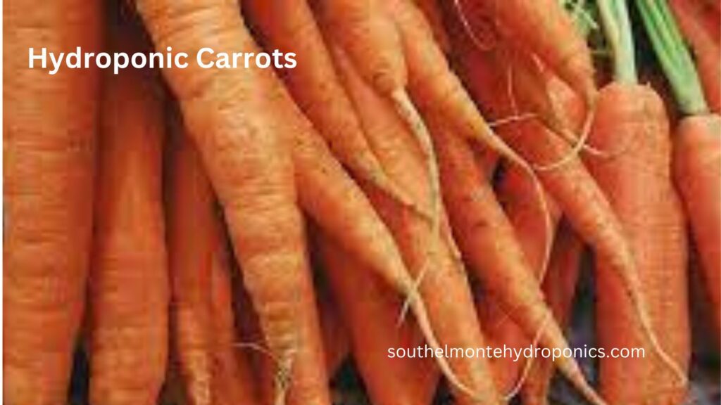 Hydroponic Carrots (1)