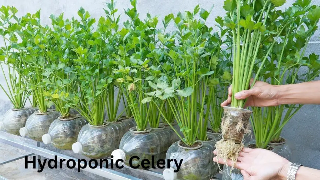 Hydroponic Celery (1)