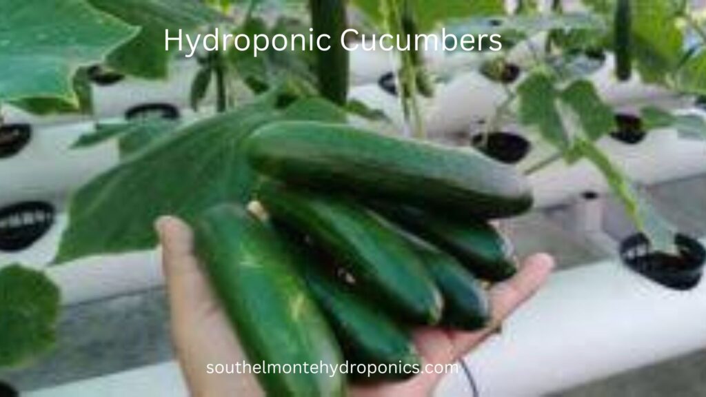 Hydroponic Cucumbers (1)
