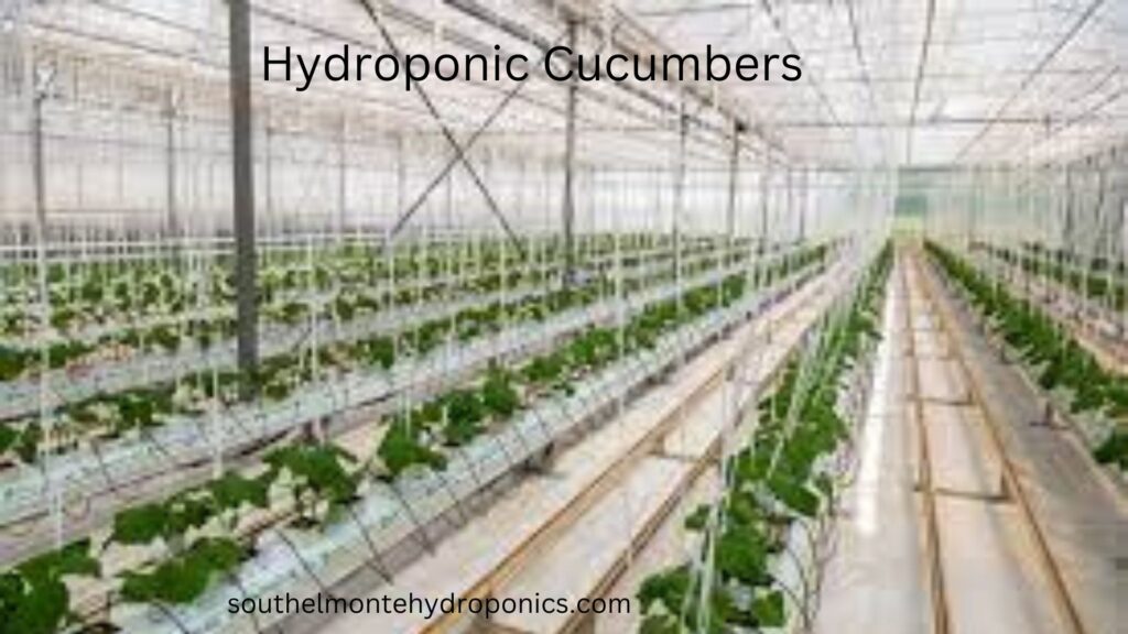 Hydroponic Cucumbers