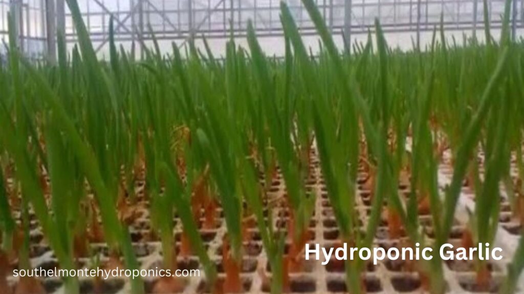 Hydroponic Garlic (1)