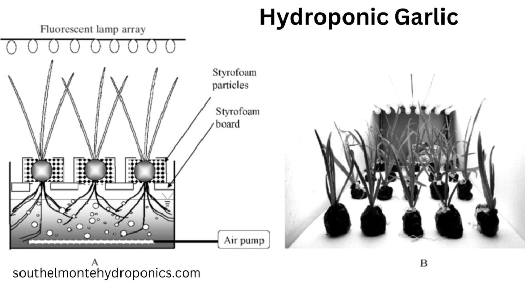 Hydroponic Garlic