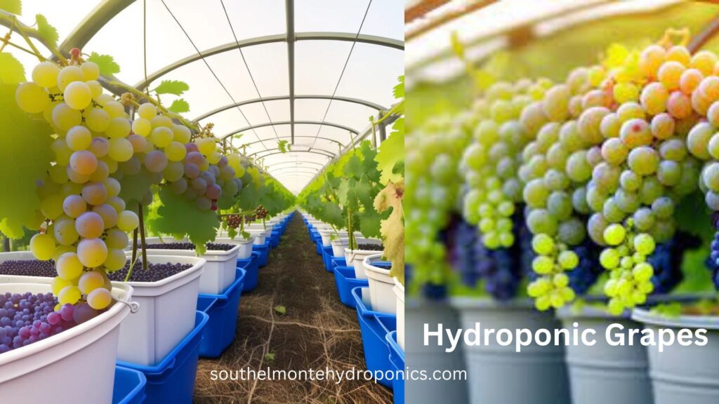 Hydroponic Grapes (2)