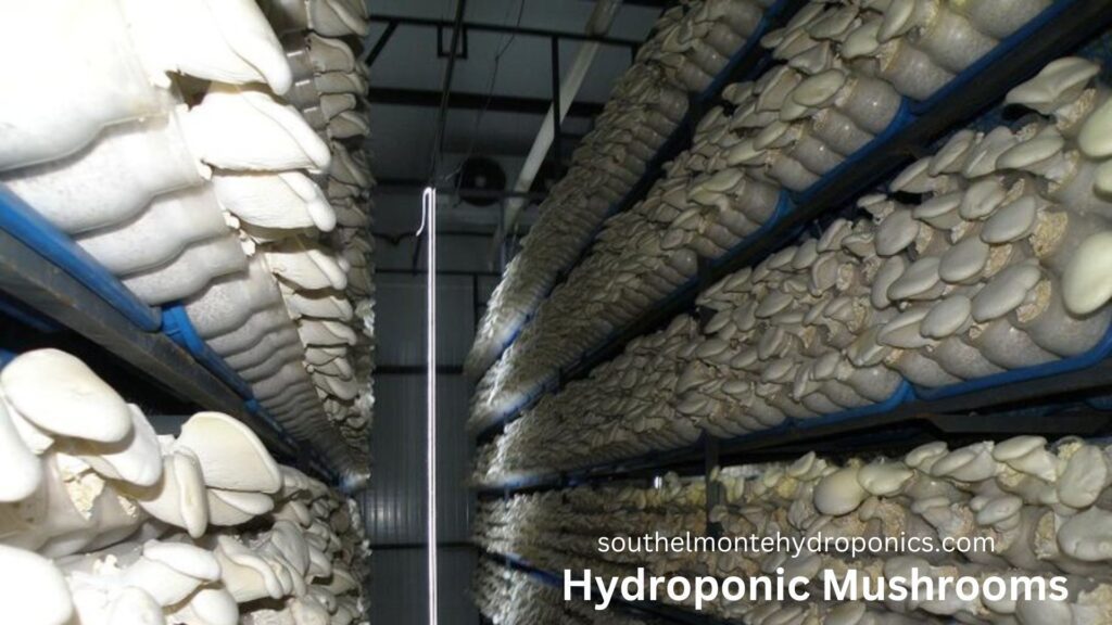 Hydroponic Mushrooms (1)