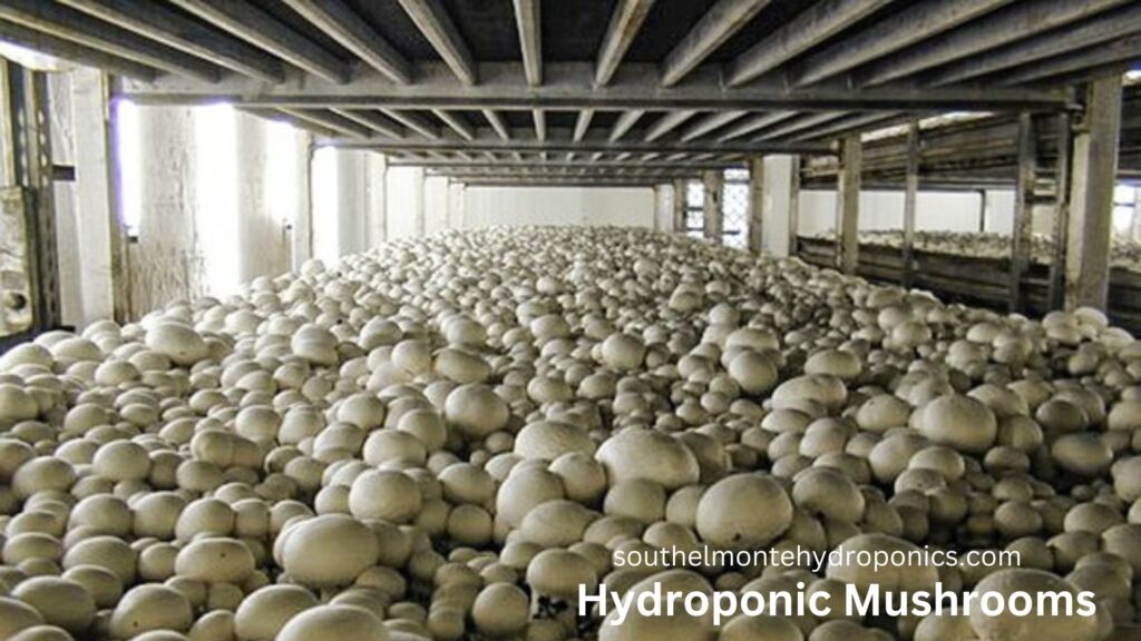 Hydroponic Mushrooms (2)