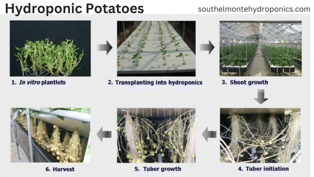 Hydroponic Potatoes (1)