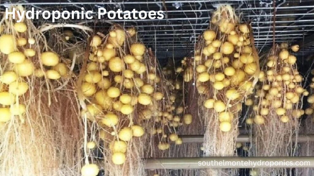 Hydroponic Potatoes