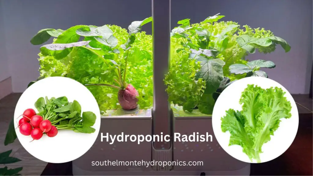 Hydroponic Radish (1)