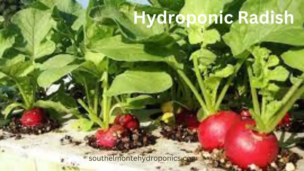 Hydroponic Radish